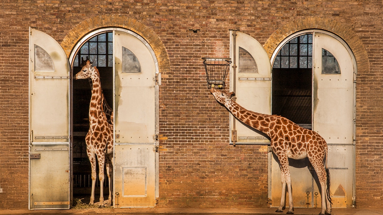 Giraffes at ZSL London Zoo standing by stable doors, one feeding from a basket.