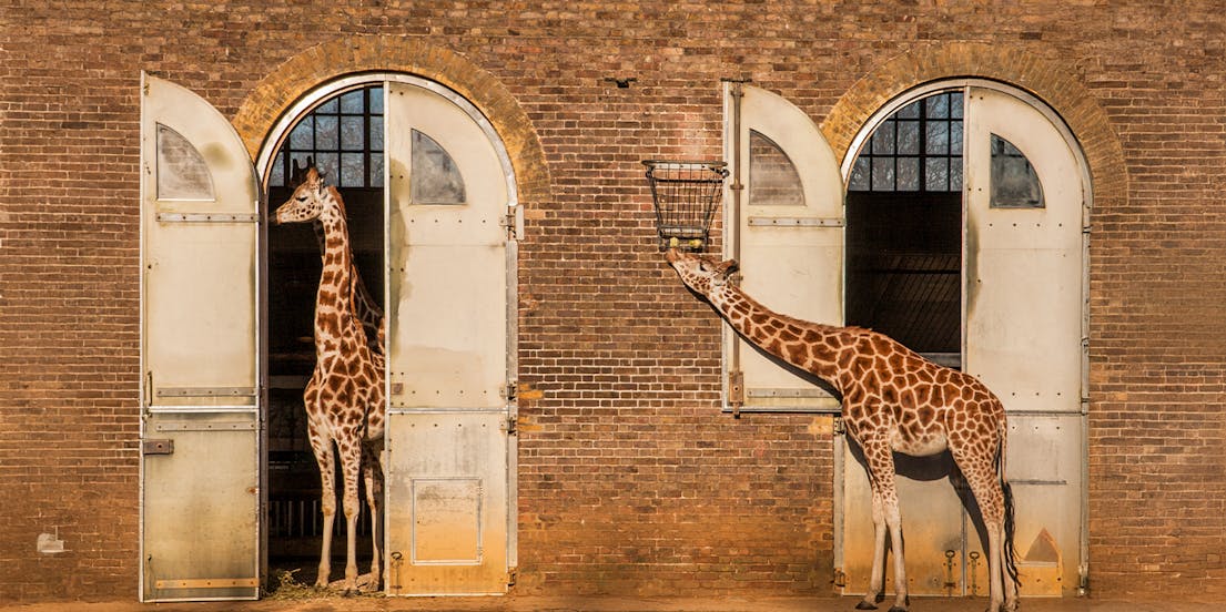 Zoológico de Londres