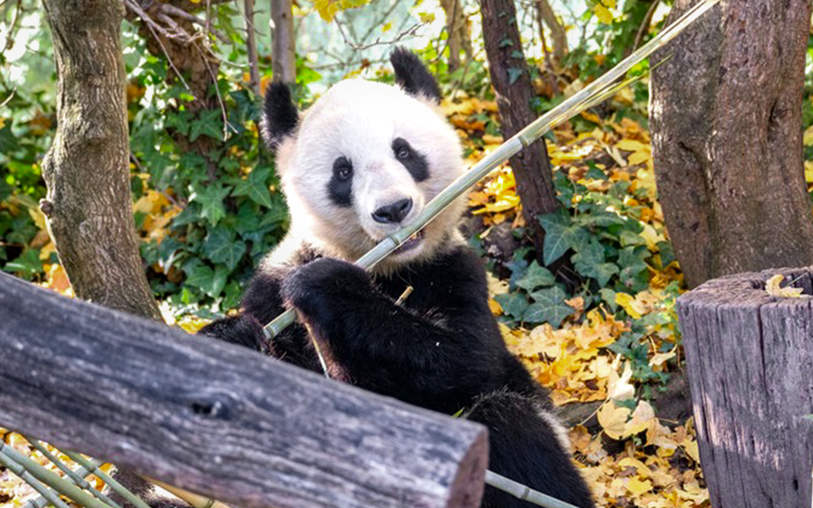 Plan your visit to Schonbrunn Zoo