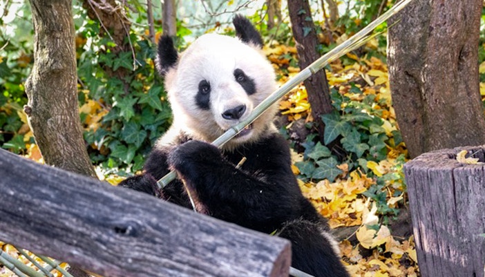 Plan your visit to Schonbrunn Zoo