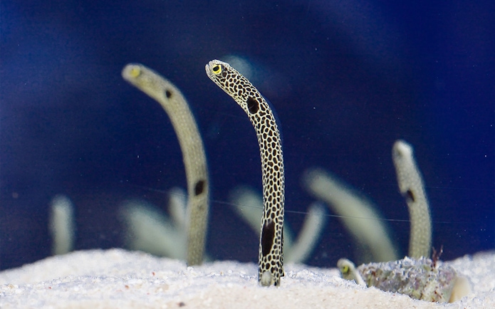 Spotted garden eels emerging from sand at Sumida Aquarium.