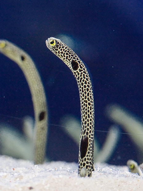 Spotted garden eels emerging from sand at Sumida Aquarium.