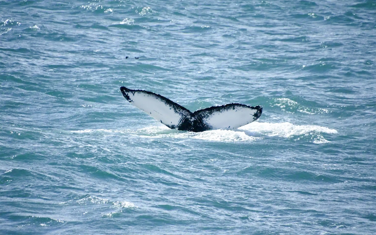 Whale tail emerging from water during RIB speedboat tour in Reykjavik.