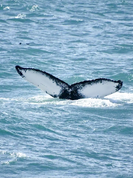 Whale tail emerging from water during RIB speedboat tour in Reykjavik.