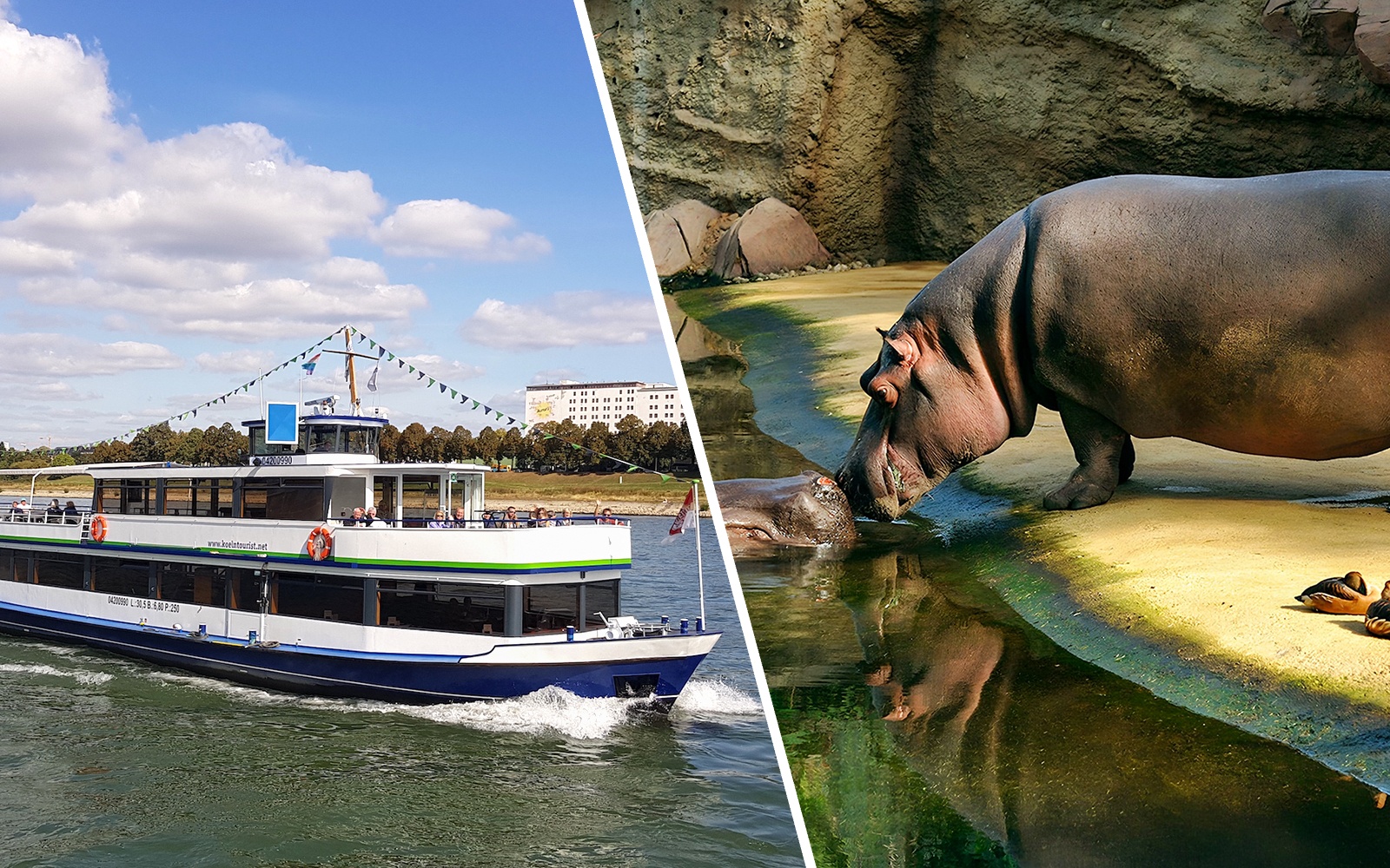 Cologne sightseeing cruise boat on the Rhine River with a hippo at a zoo.