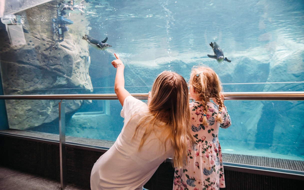 Woman and child watching penguins swim at the International Antarctic Centre, Christchurch, New Zealand.