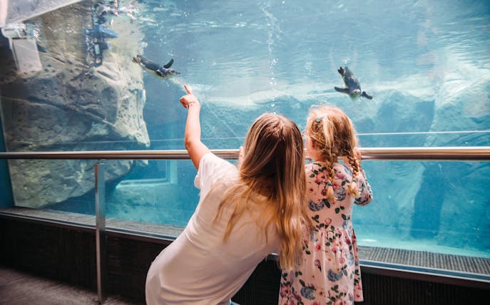 Woman and child watching penguins swim at the International Antarctic Centre, Christchurch, New Zealand.