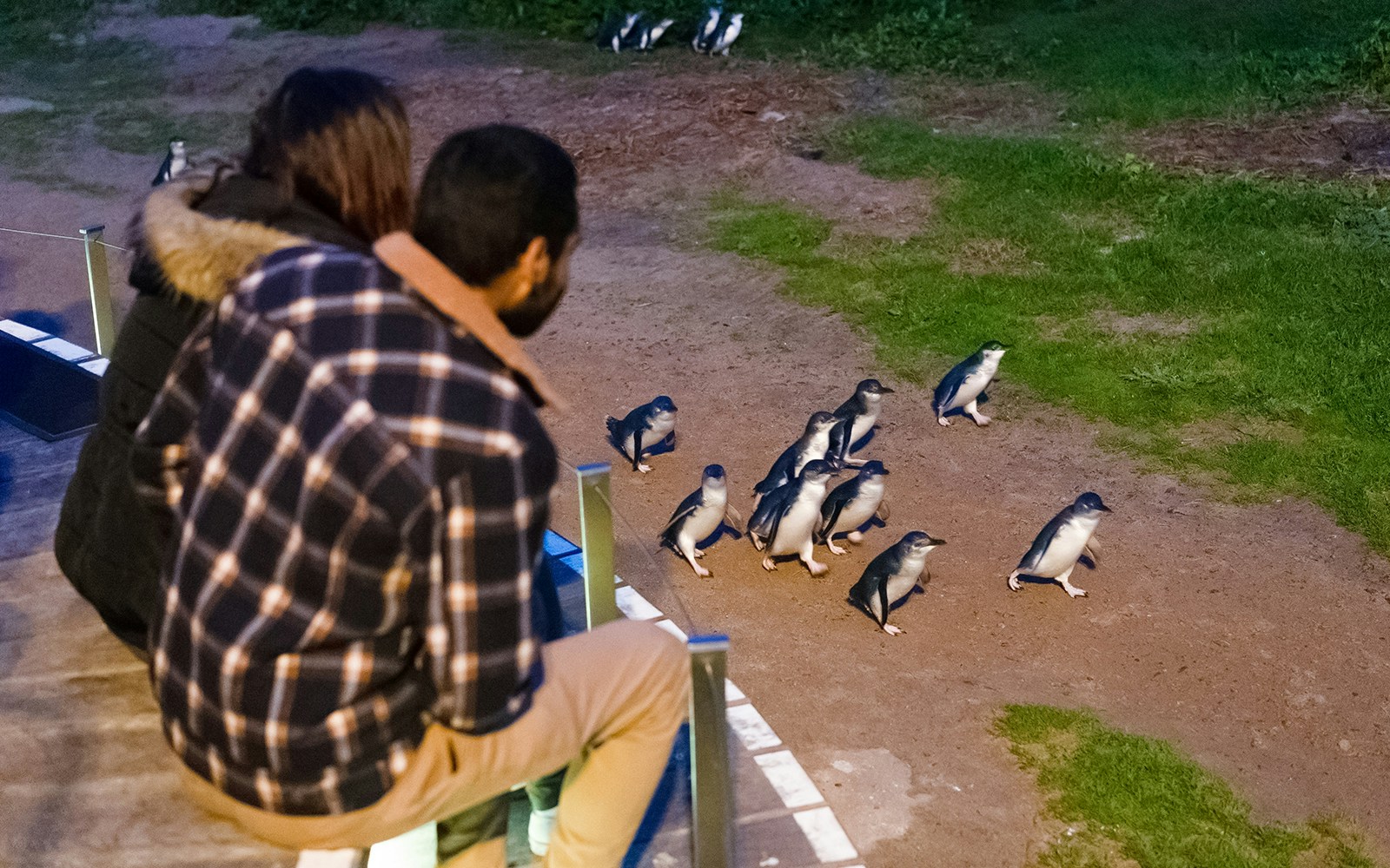 The famous 'Penguin highway'