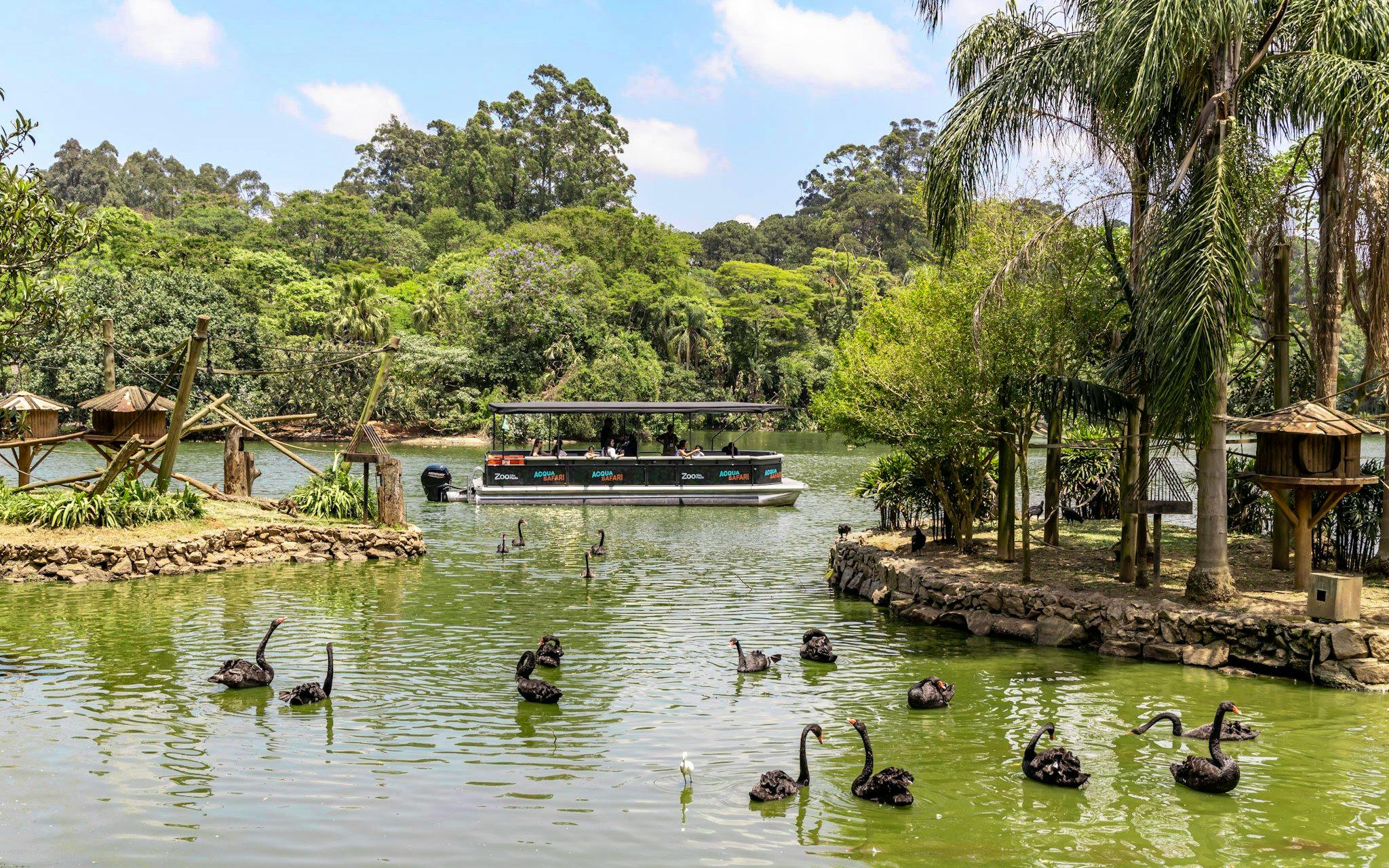 Boat tour at São Paulo Zoo's aqua zoo with black swans in the water.