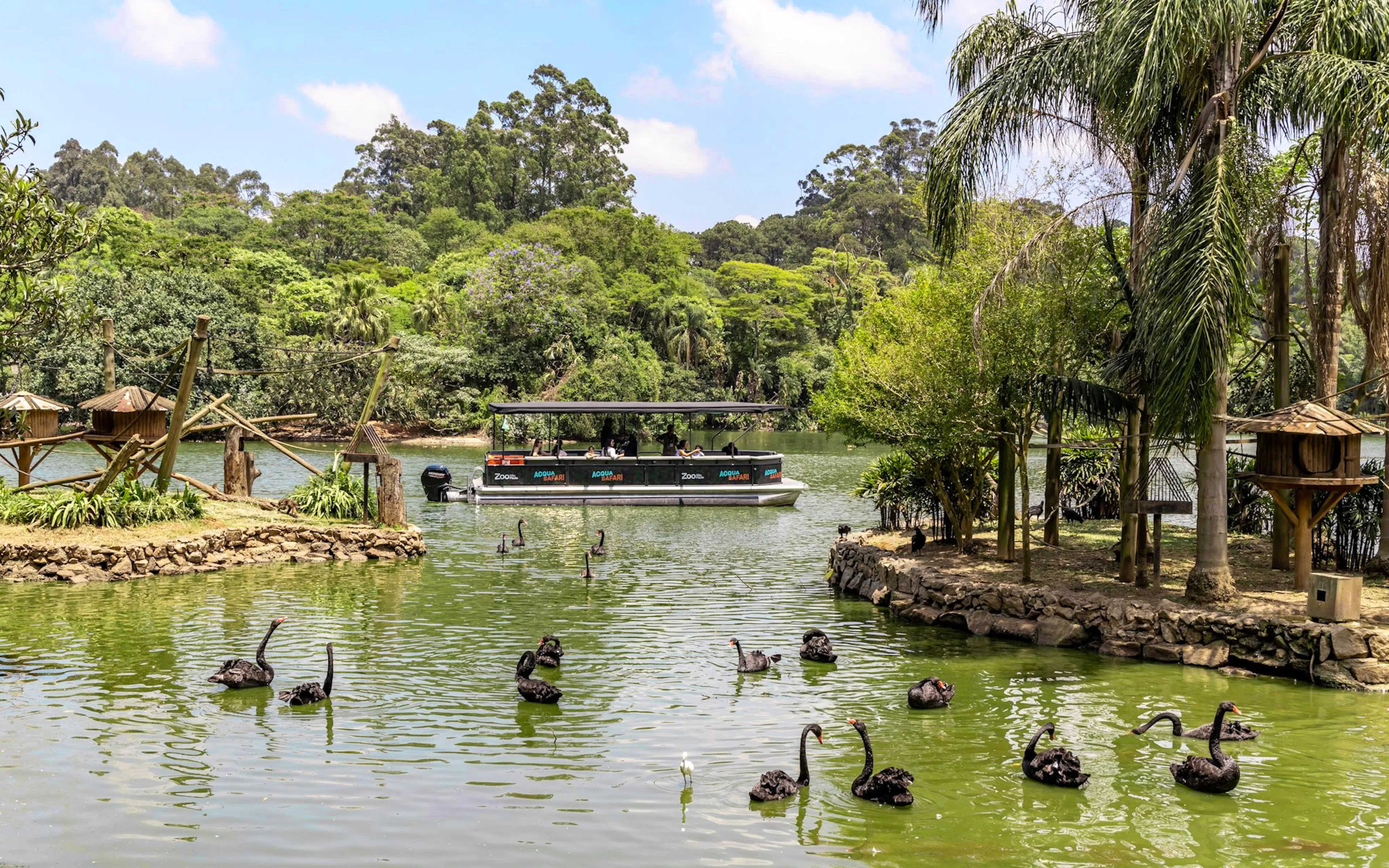 Boat tour at Zoológico de São Paulo's aqua zoo with black swans in the water.