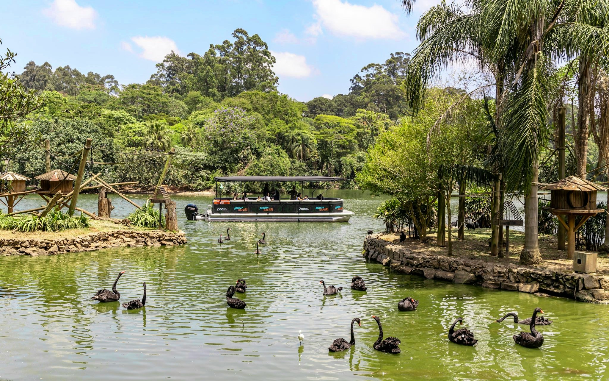Boat tour at São Paulo Zoo's aqua zoo with black swans in the water.