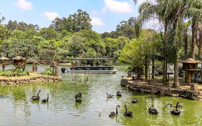 Boat tour at São Paulo Zoo's aqua zoo with black swans in the water.
