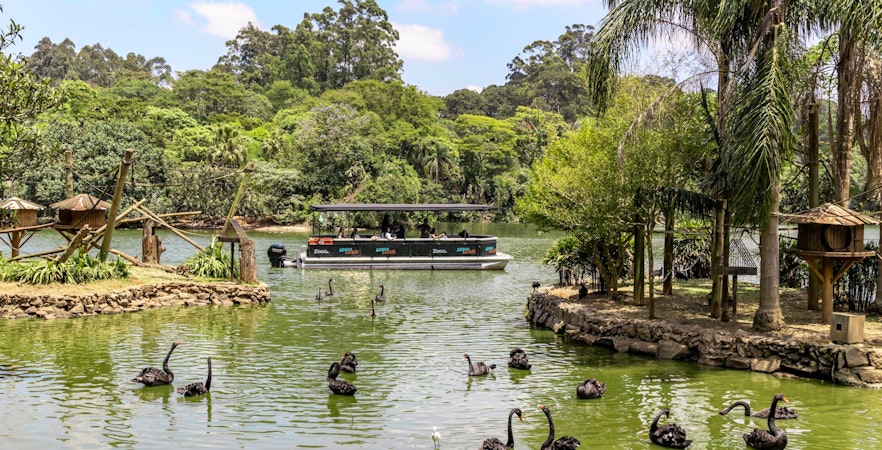 Boat tour at São Paulo Zoo's aqua zoo with black swans in the water.