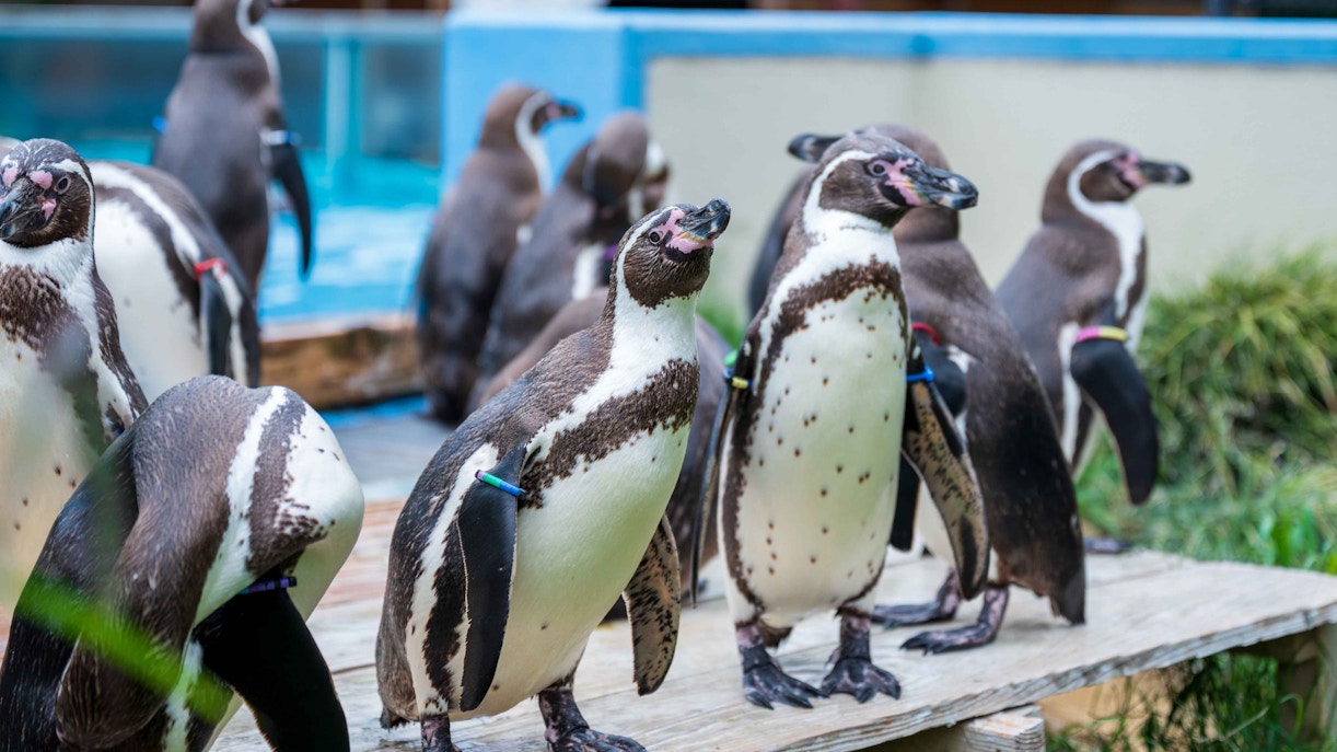 London Zoo opening hours