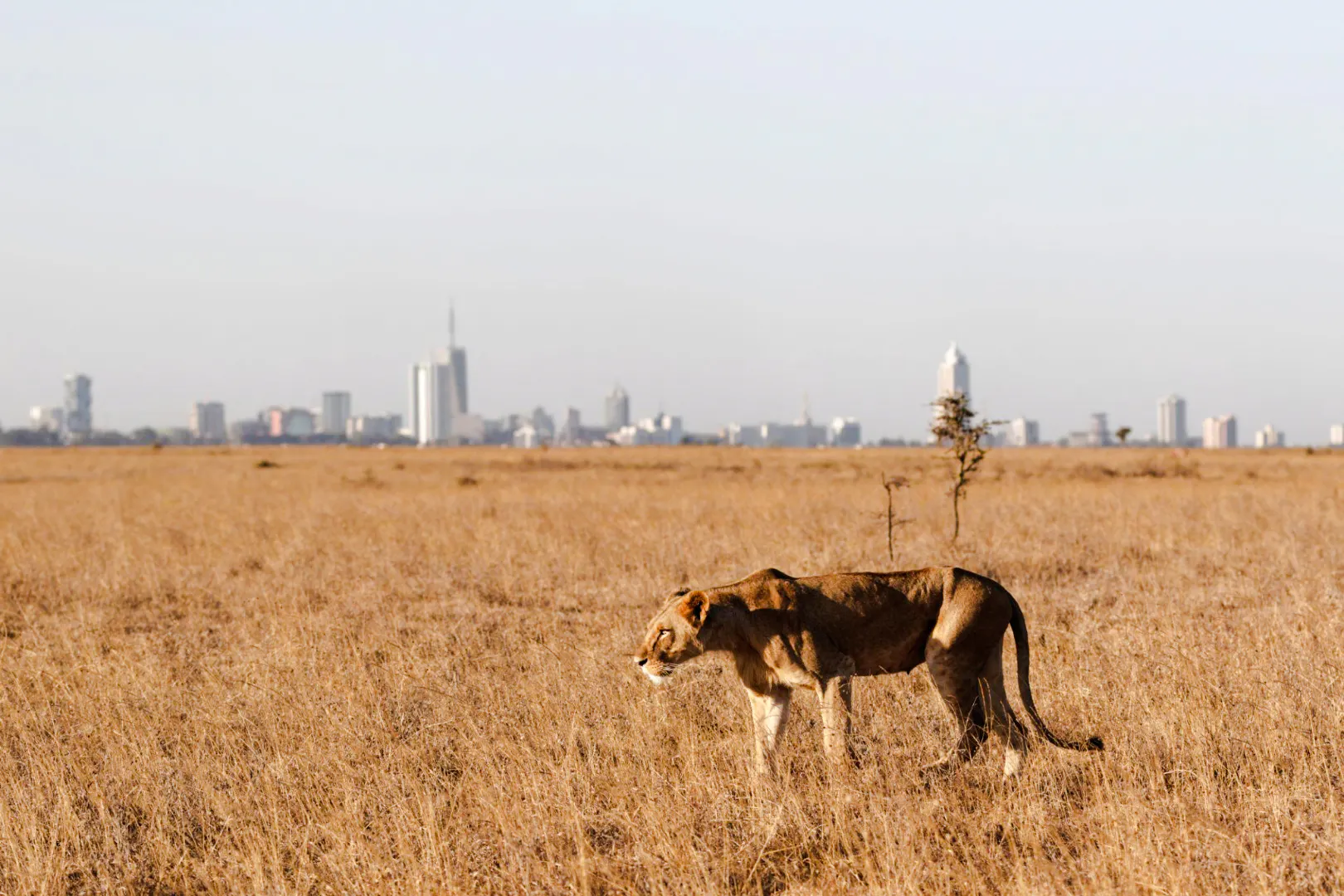 Lion in Nairobi National Park with city skyline in the background.