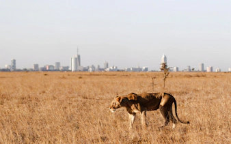 Lion in Nairobi National Park with city skyline in the background.
