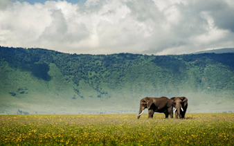 6-day tanzania safari: serengeti and ngorongoro crater-2
