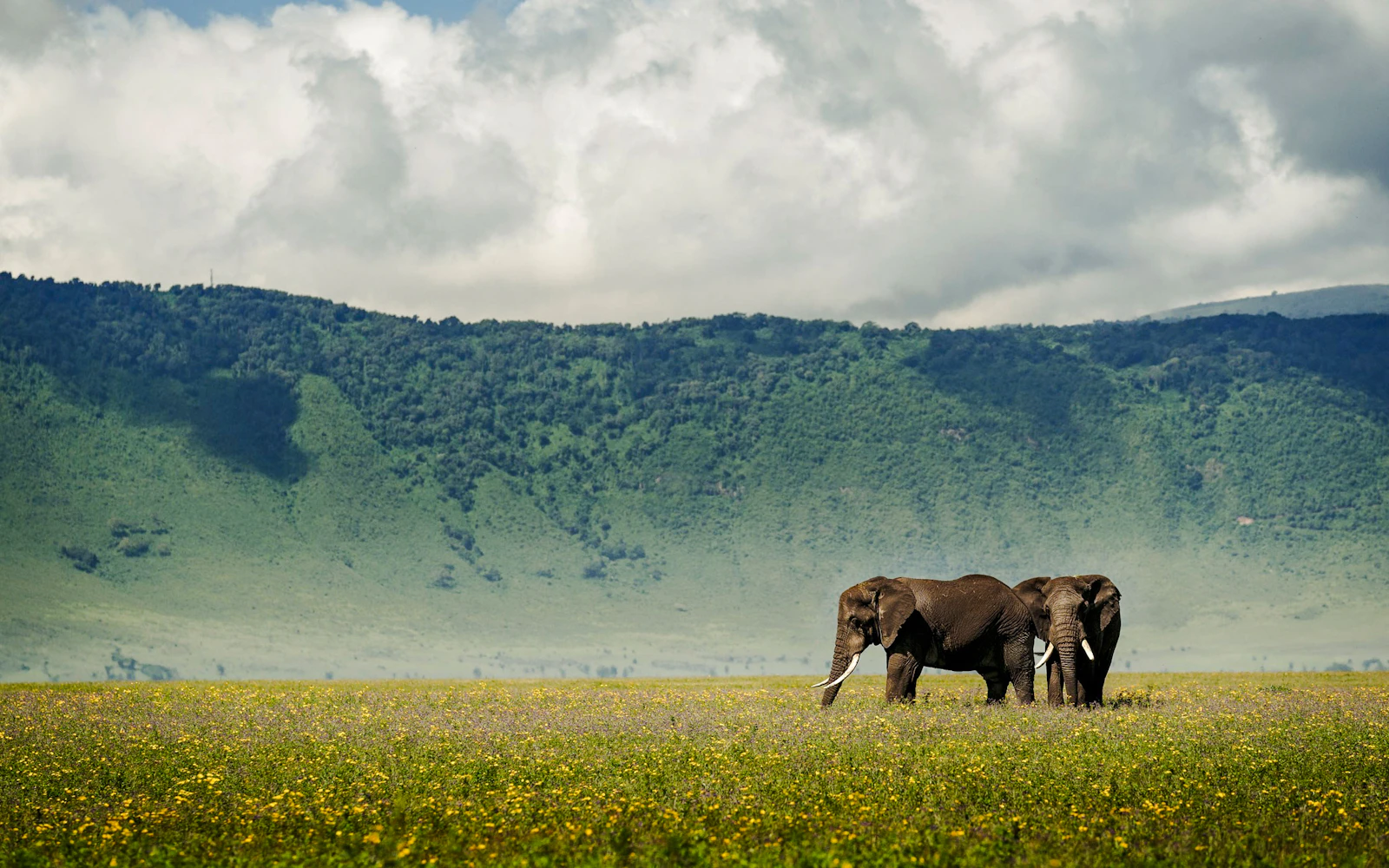 6-Day Tanzania Safari: Serengeti and Ngorongoro Crater Image 2