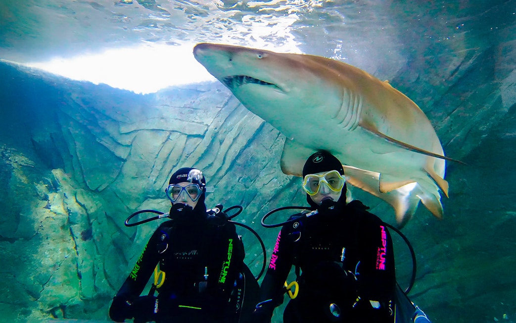 Divers with a shark at Shark Dive Xtreme, SEA LIFE Sydney.