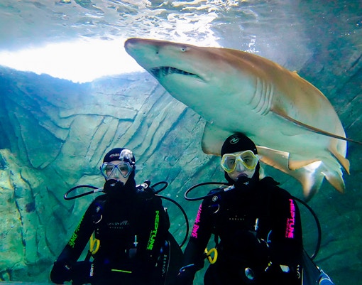 Shark Dive Xtreme, SEA LIFE Sydney, shark, divers