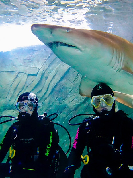 Divers with a shark at Shark Dive Xtreme, SEA LIFE Sydney.