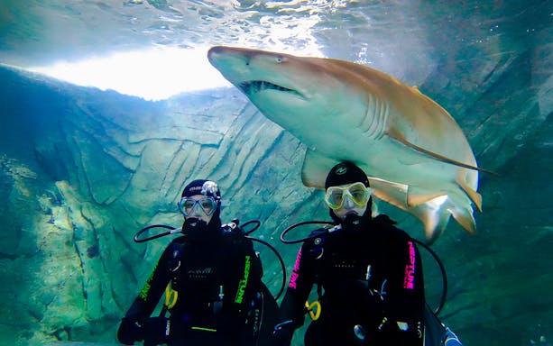Divers with a shark at Shark Dive Xtreme, SEA LIFE Sydney.