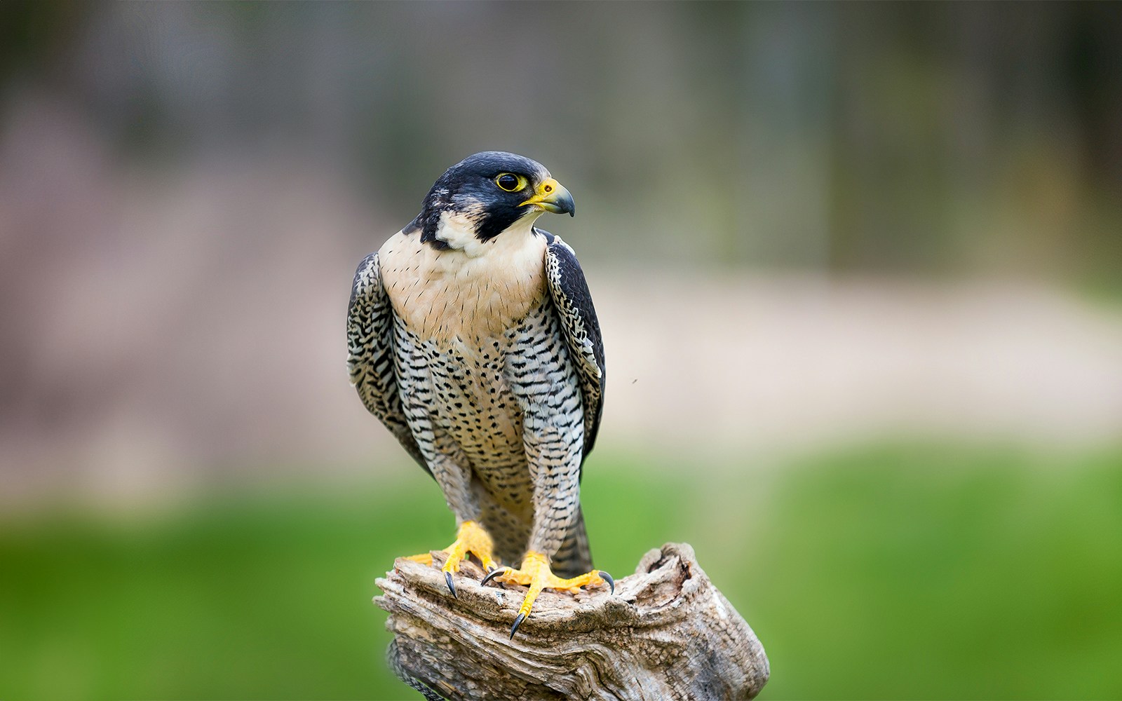 peregrine falcon