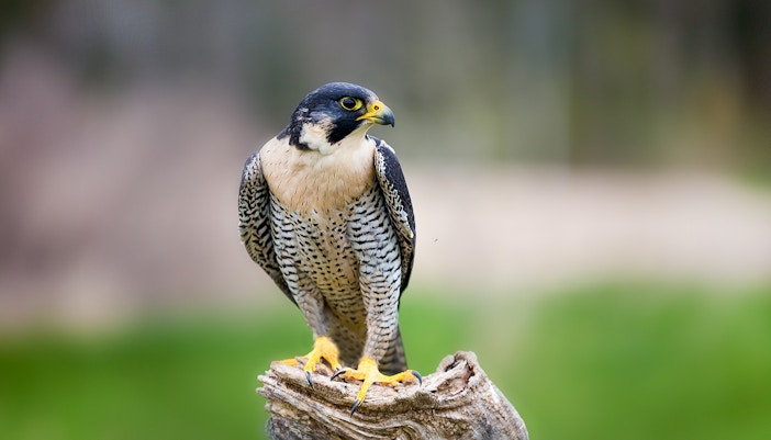 Birds of prey