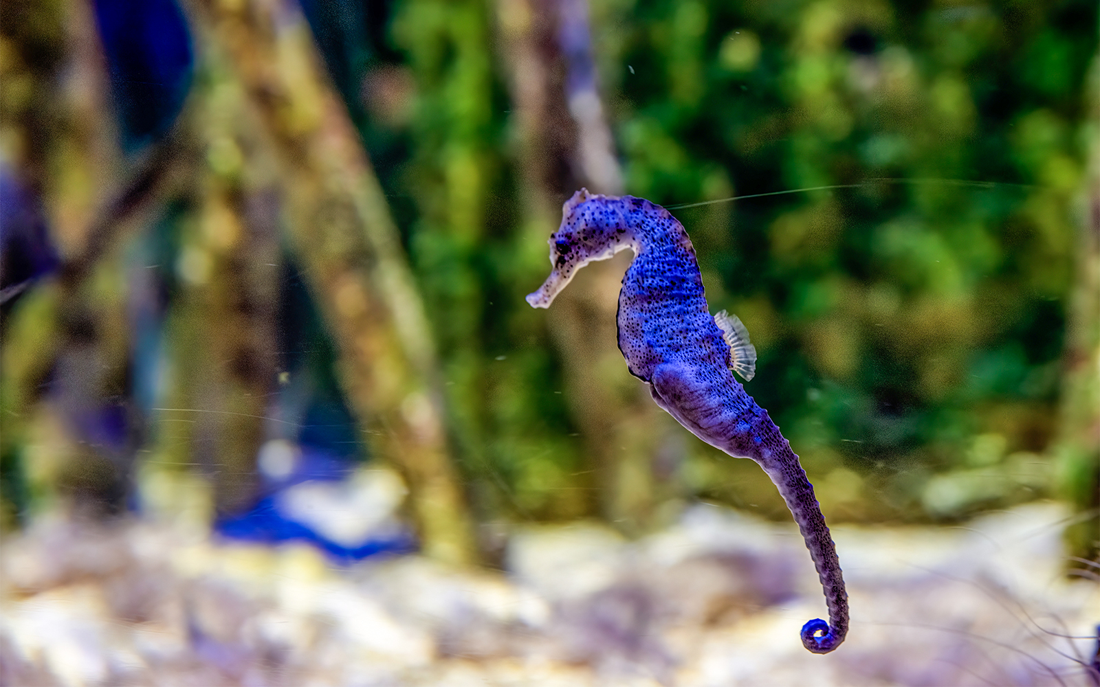 Big Belly Seahorse swimming in coral reef, Great Barrier Reef, Australia.