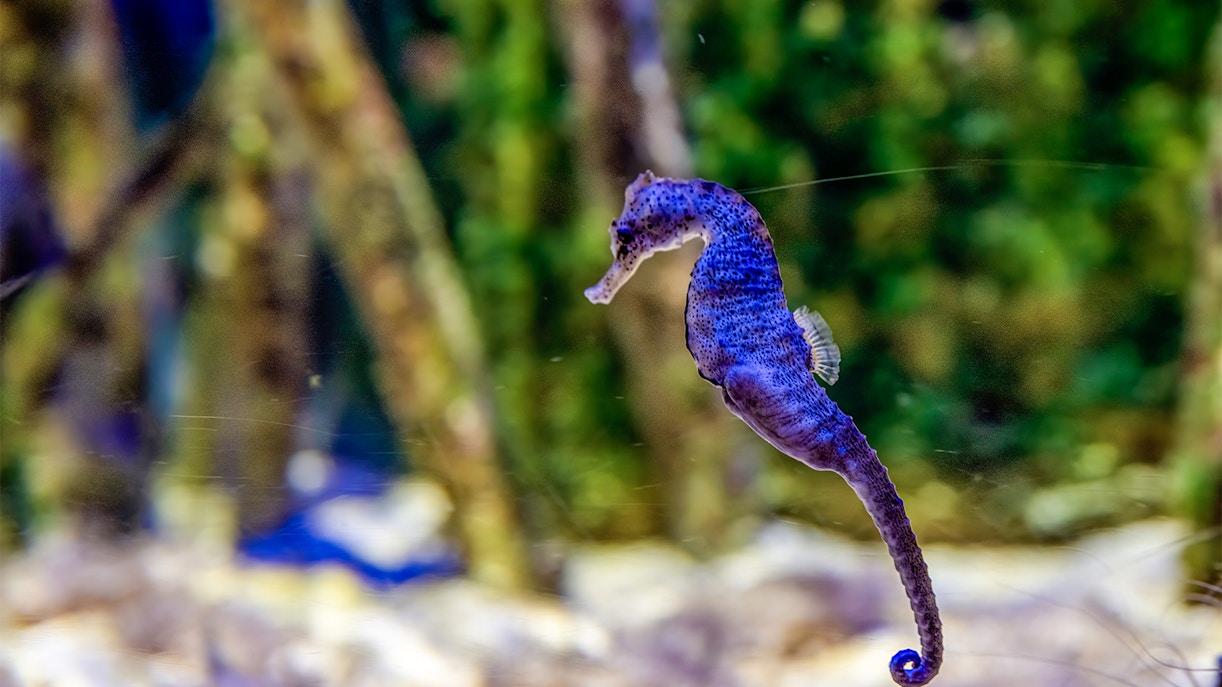 Big Belly Seahorse swimming in coral reef, Great Barrier Reef, Australia.