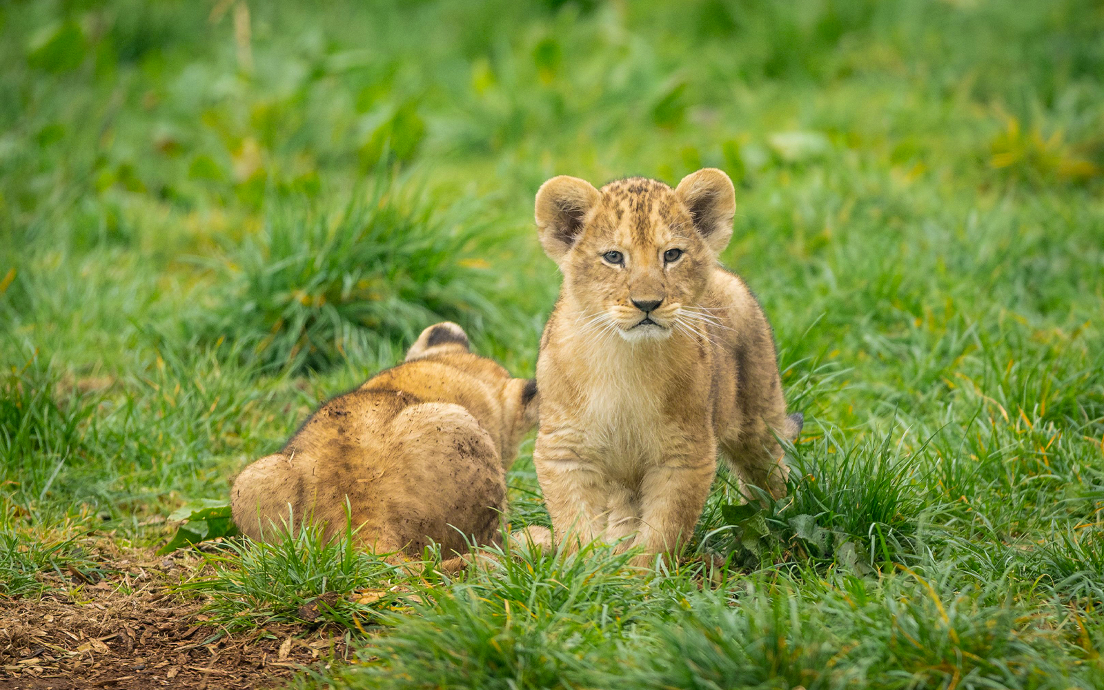 Lion cubs playing on grass at London Zoo.