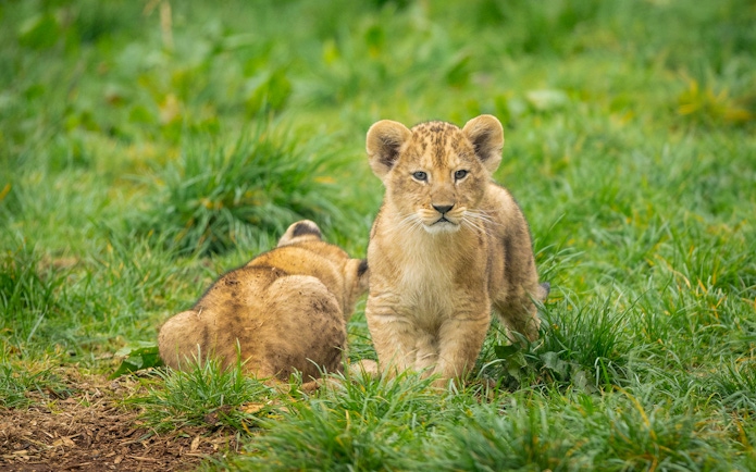 Lion cubs playing on grass at London Zoo.