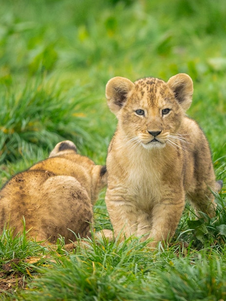 Lion cubs playing on grass at London Zoo.