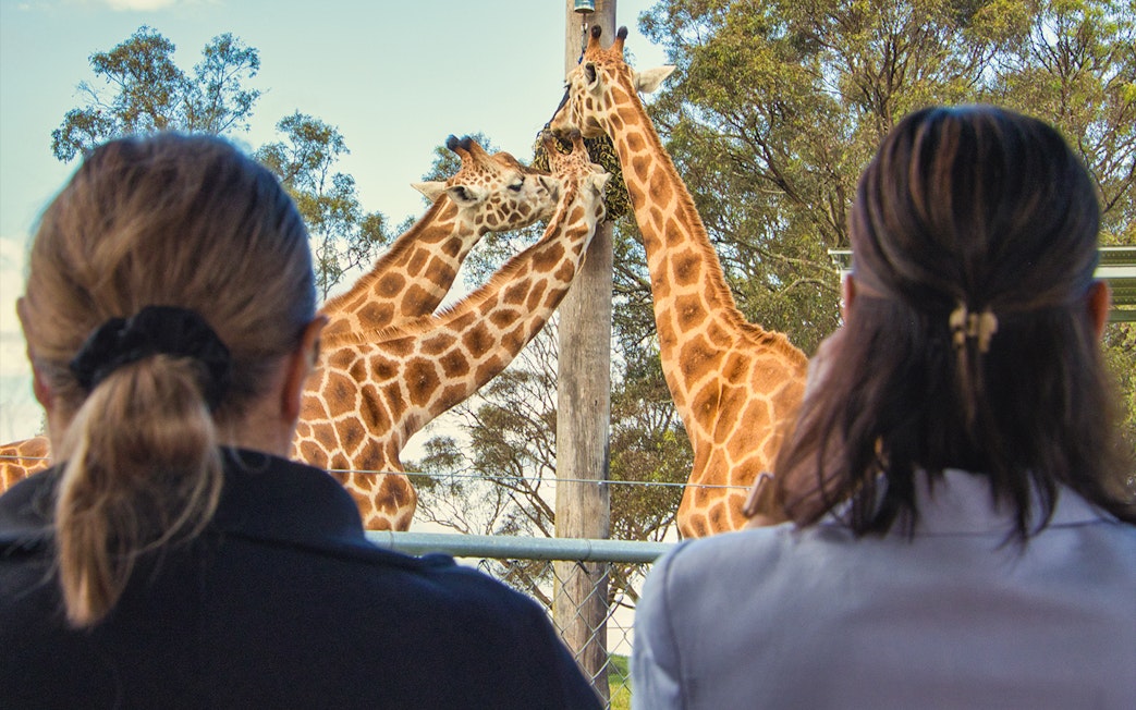 Visitors observing giraffes feeding at Featherdale Wildlife Park.