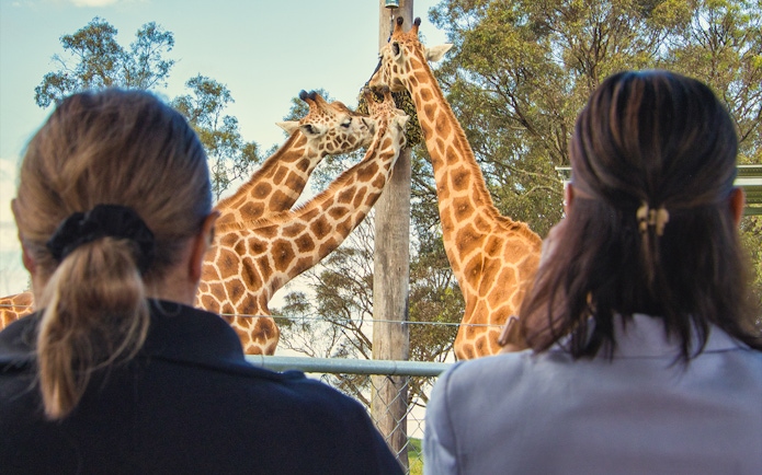 Visitors observing giraffes feeding at Featherdale Wildlife Park.