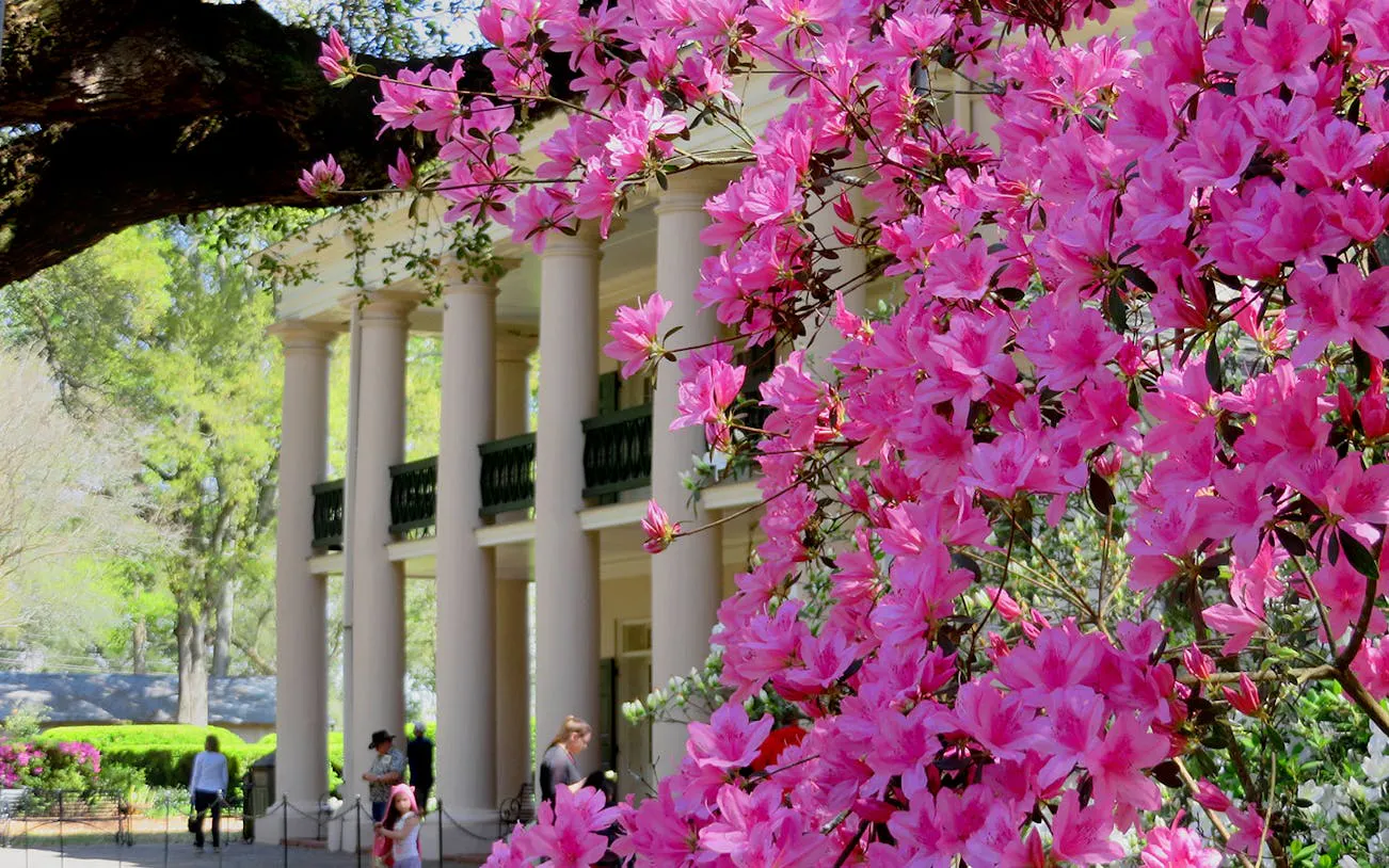 Oak Alley Plantation with blooming pink azaleas, New Orleans tour.
