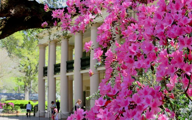 Oak Alley Plantation with blooming pink azaleas, New Orleans tour.