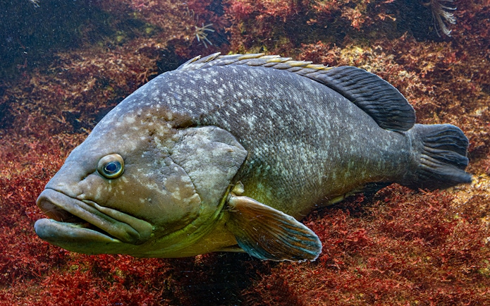 Dusky Grouper swimming at Barcelona Aquarium.