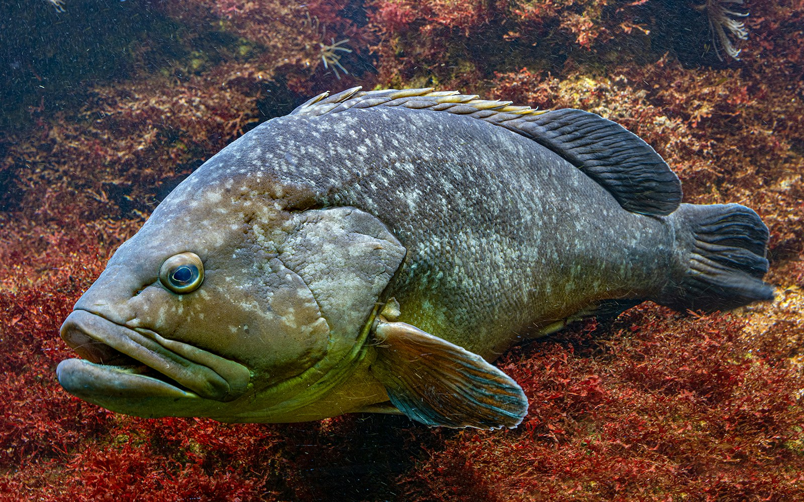 Lost Chambers Aquarium