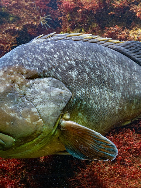 Dusky Grouper swimming at Barcelona Aquarium.