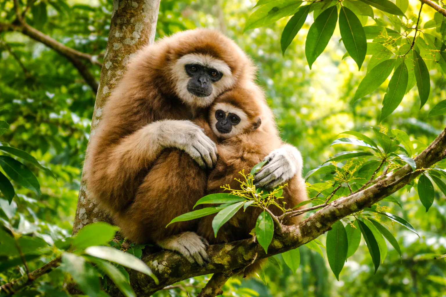 from medan: sumatran orangutan jungle trek in gunung leuser national park-1