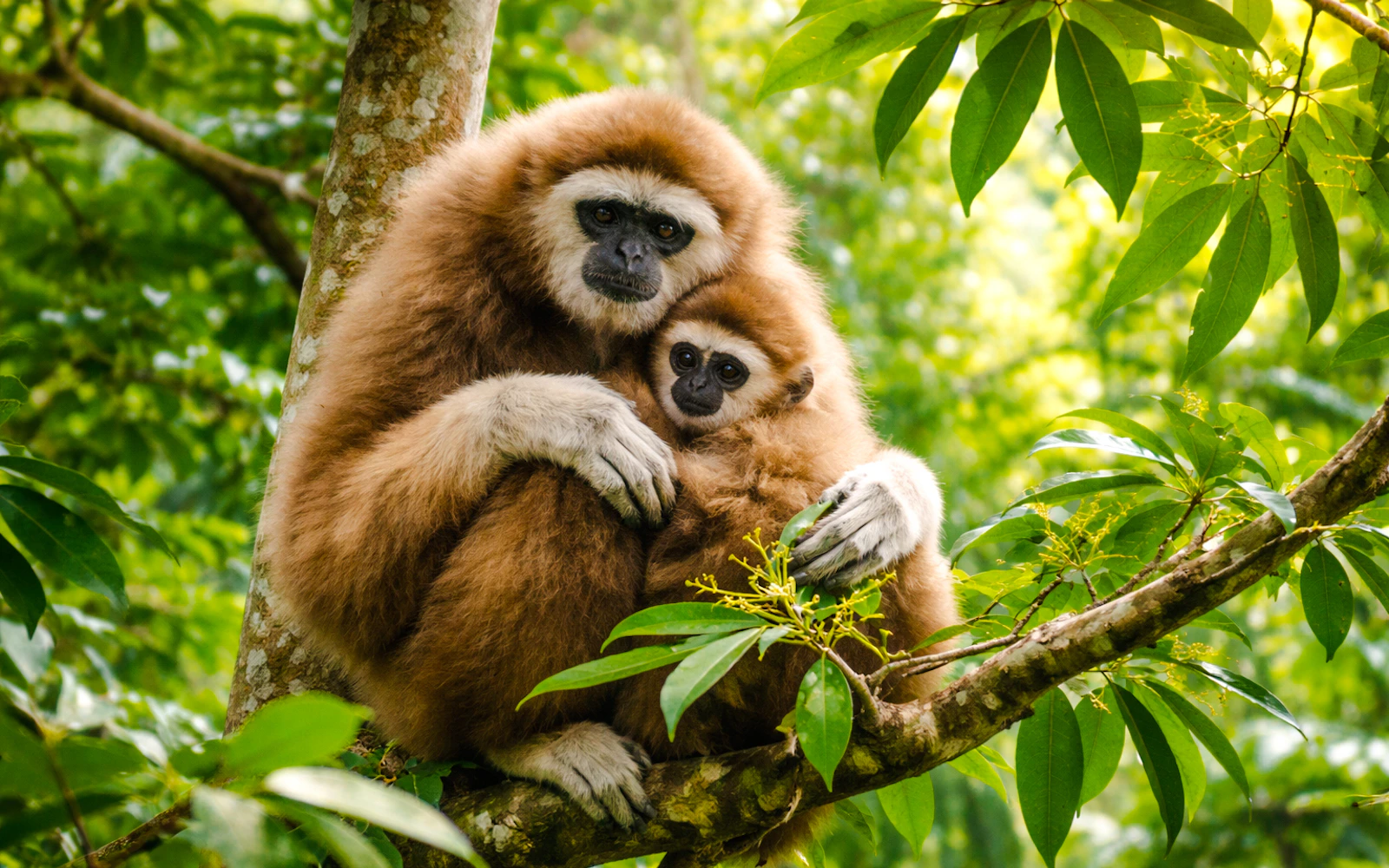 From Medan: Sumatran Orangutan Jungle Trek in Gunung Leuser National Park