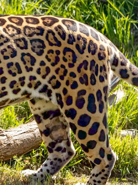 Leopard walking through grass at Marine Safari Bali.