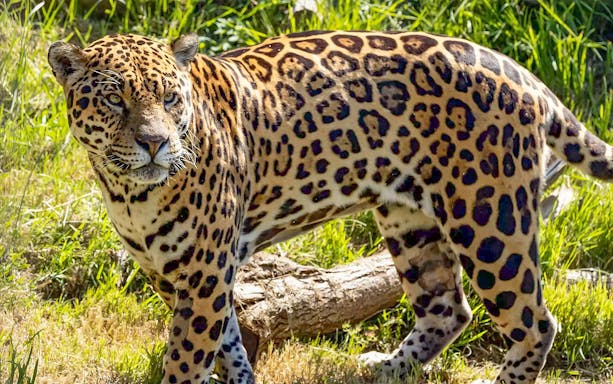 Leopard walking through grass at Marine Safari Bali.