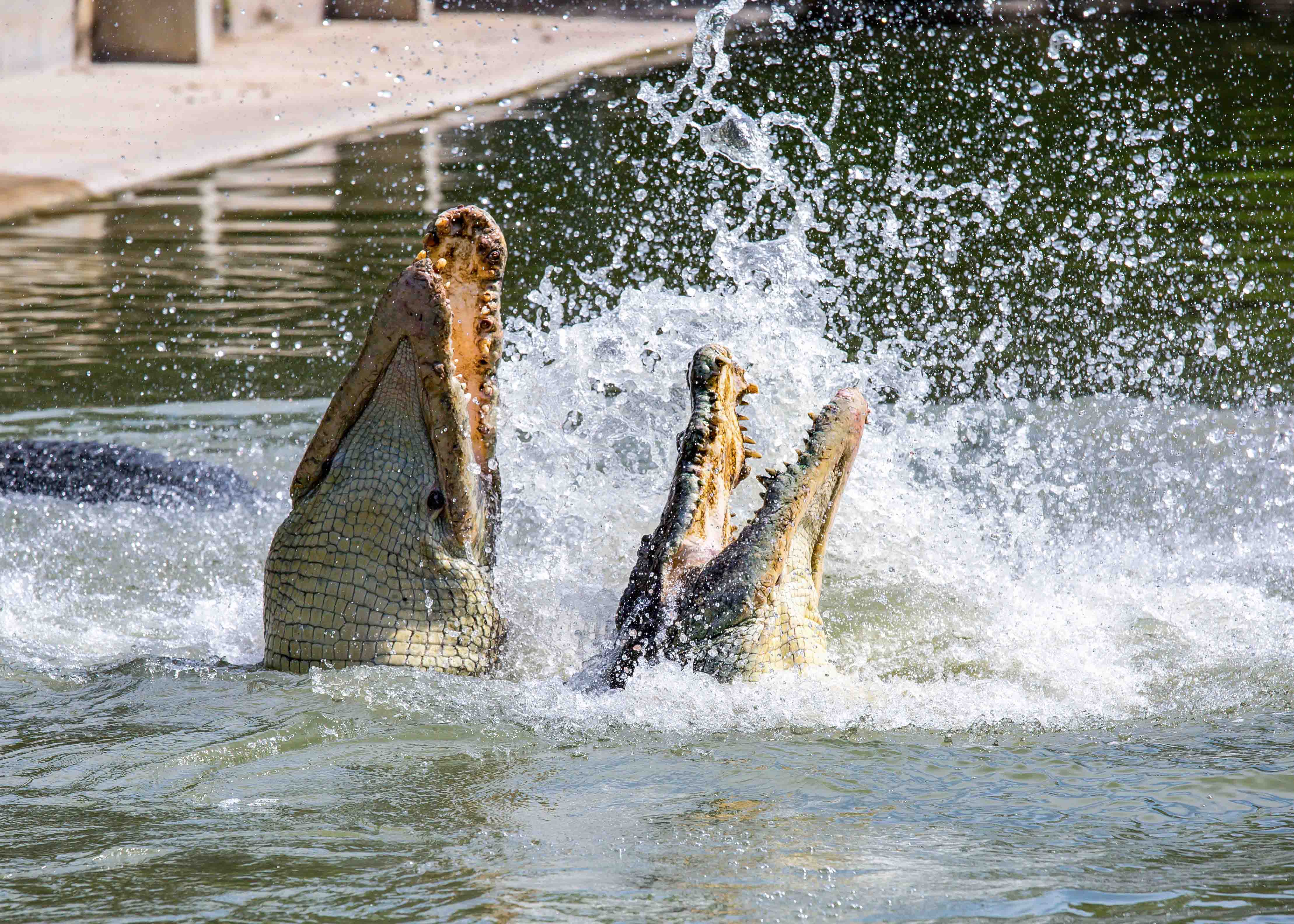 Gatorland Attractions