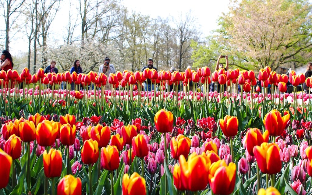 Tulips in bloom at Keukenhof Gardens, Amsterdam, with visitors in the background.