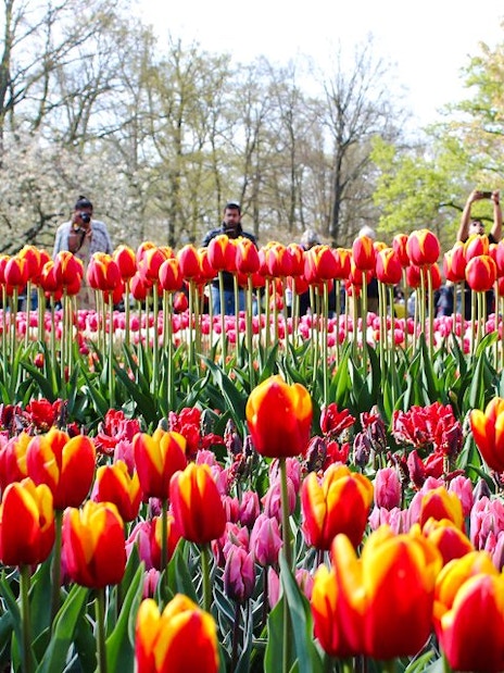 Tulips in bloom at Keukenhof Gardens, Amsterdam, with visitors in the background.