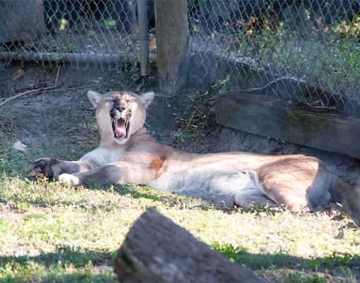 Florida Panther yawning in Everglades enclosure, Florida.