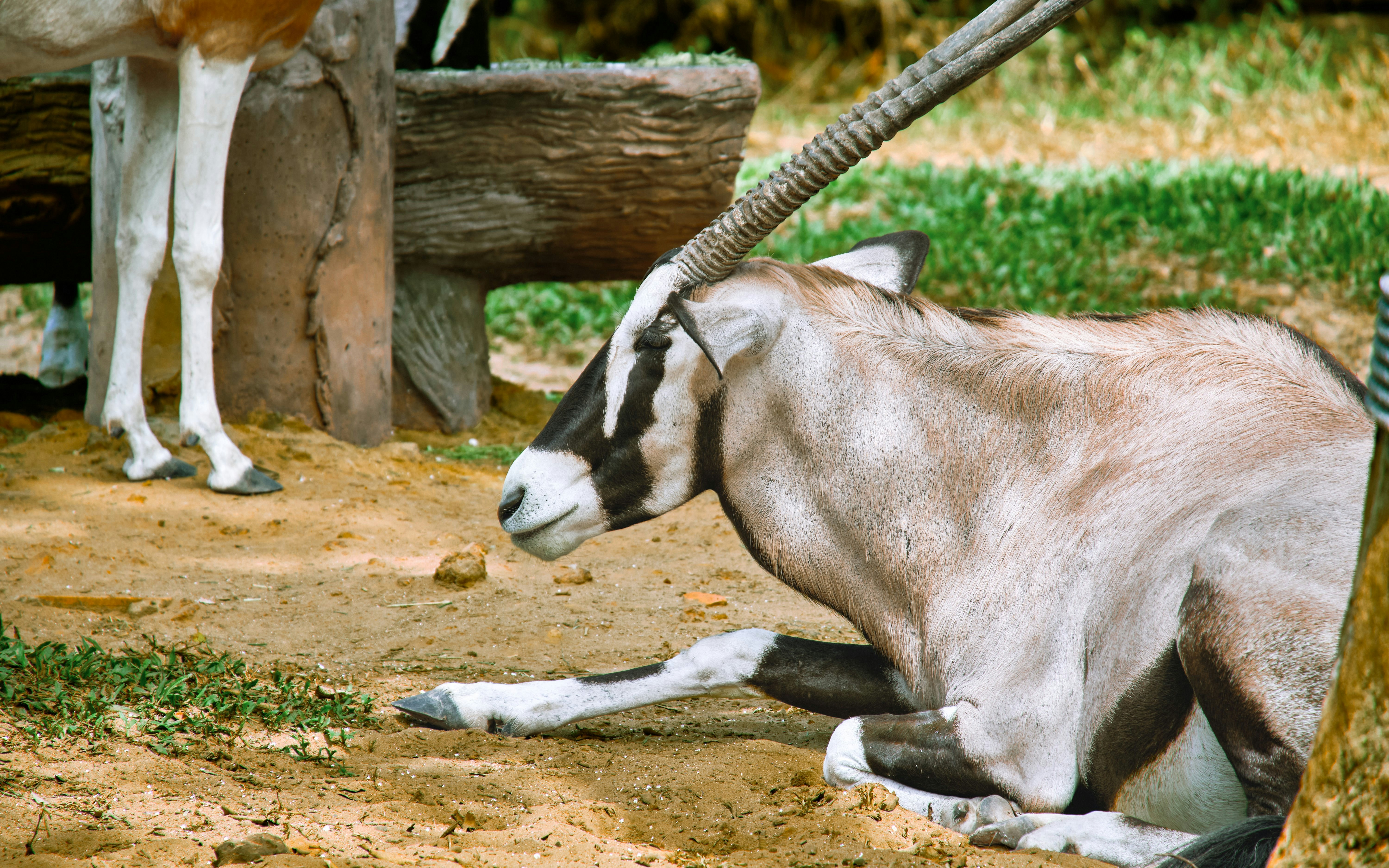 Resting antelope at Vinpearl Safari, Phu Quoc, Vietnam.