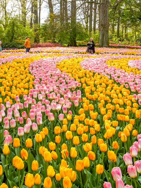 Visitors walking among colorful tulip fields in Keukenhof Gardens.